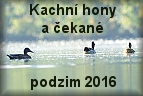 kachny 2016